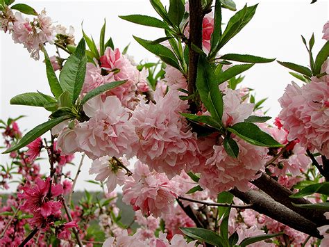 Peppermint Flowering Peach Prunus Persica Peppermint In Frankfort