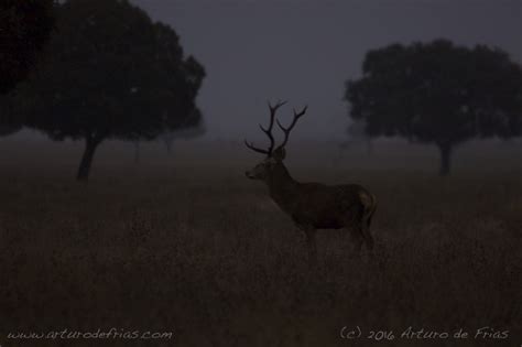 B Arturo De Frias Wildlife Photography B Stag In The Mist