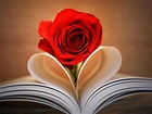 Imágenes de amor con una rosa | Imagenes de San Valentin