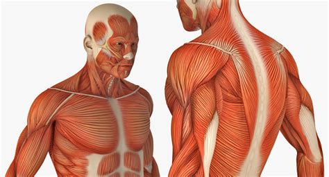 Male Muscular Anatomy Chart