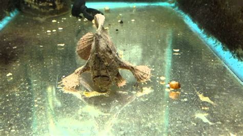 Frogfish Freshwater