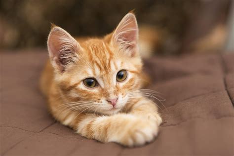 Voir plus d'idées sur le thème photo chat, animaux mignons, chats et chatons. 8 vidéos de chats cutes et drôles que vous voudrez regarder en boucle