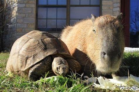 Its Official All Animals Love Hanging Out With Capybaras In 2020