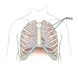 Rib Contusion Or Minor Fracture