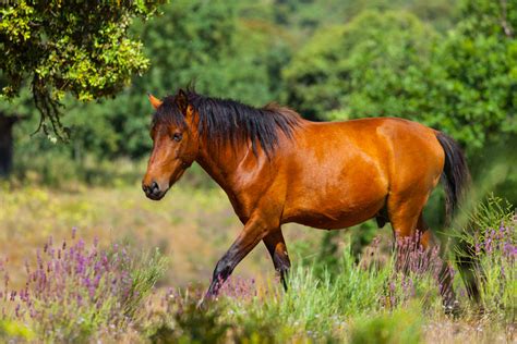 Wild horses | Rewilding Europe