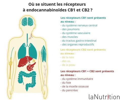 Quelles Sont Les Fonctions Du Syst Me Endocannabino De Exploration