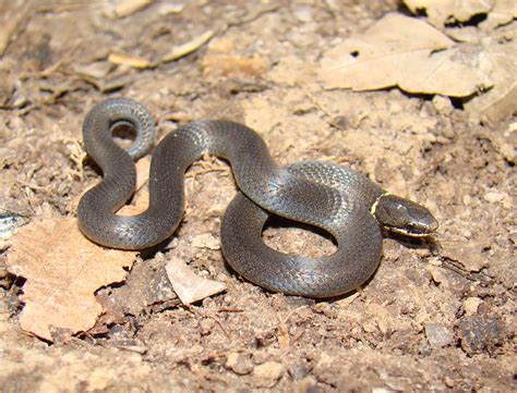 The couple explore their sexuality in a number of ways, causing their lives to be disrupted. Ring-necked Snake - Diadophis punctatus | Brad Glorioso's ...