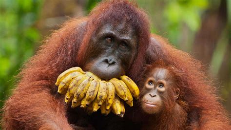 It's time to test your knowledge about animal sleep habits. Orangutan Facts, Worksheets, Habitat, Anatomy and Life ...