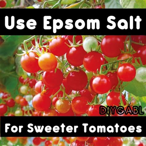 Use Epsom Salt For Sweeter Tomatoes Diy Gardening And Better Living