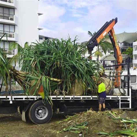 Shifting Trees Installing Trees Removing Trees Care Transplanters