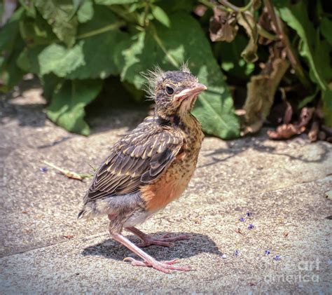 Picture Of A Baby Robin Pregnancy Depression