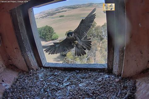 Falconcam Captures Moment Peregrine Falcon Chicks Hatch In Nsw Water
