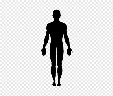 Man Human Body Silhouette Anatomy Human Body Collection Standing
