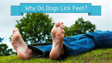 Why Do Dogs Lick Feet 5 Reasons Of Dogs Licking Feet Smart Dog Owners