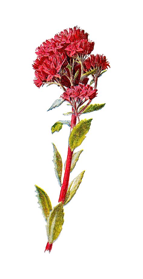 Antique Images Wildflower Orpine Flower Digital Illustration Botanical