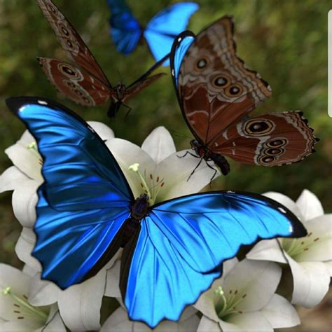 Morpho Azul Blue Morpho Butterfly Species Morpho Butterfly Power
