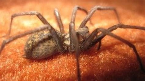 warm weather triggers spider invasion in homes across london itv news london