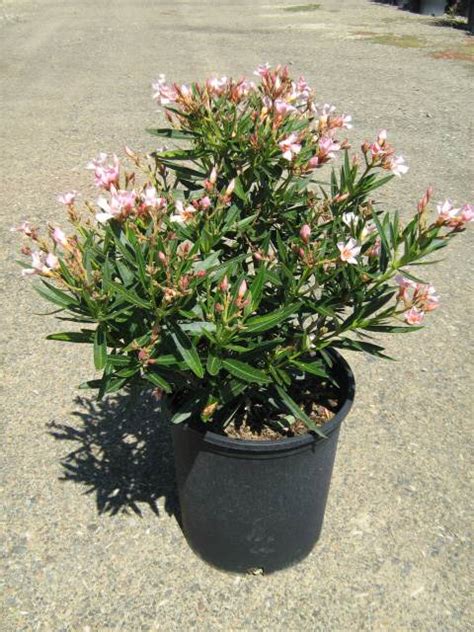 Nerium Oleander Petite Salmon T Y Nursery