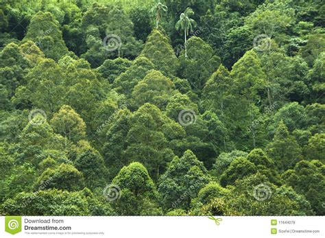 Tropical Rainforest Stock Image Image Of Crowded
