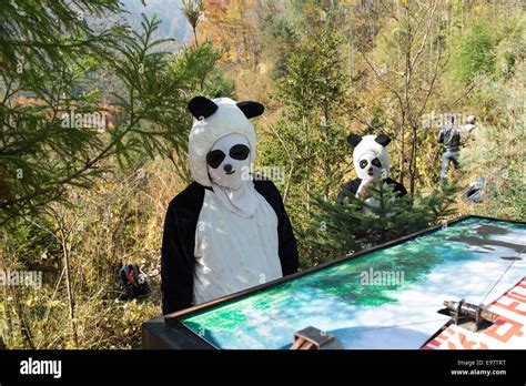 Chinas Giant Panda Research Centers Releases A Captive Born Panda