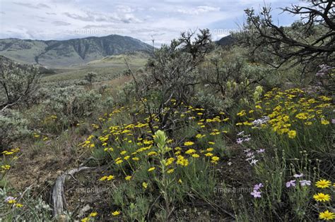 Spring Wildflowers In The Chopaka West Portion Of South Okanagan
