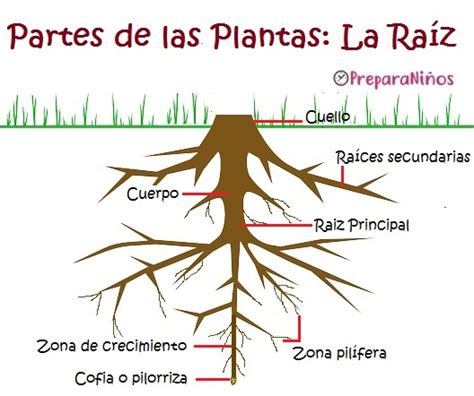 Partes De Las Plantas La Raíz Preparaniñ