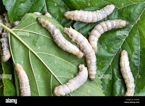 Close Up Of Silkworms Bombyx Mori Feeding On White Mulberry Morus Alba Leaves Hoi An Quang