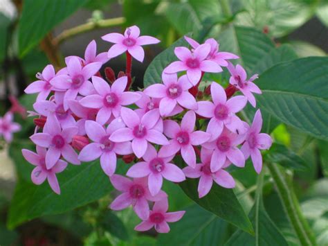 Flores Tropicales 4 3648×2736 Plants