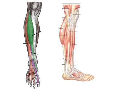 Anterior And Lateral Lower Leg Purposegames