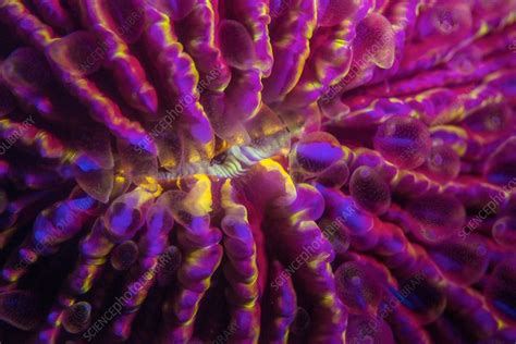 Fungia Hard Coral Fluorescing At Night Stock Image C0357200