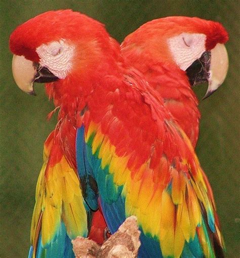 I Caught These Two Macaws At The Detroit Zoo Sleeping In A Perfect Pose