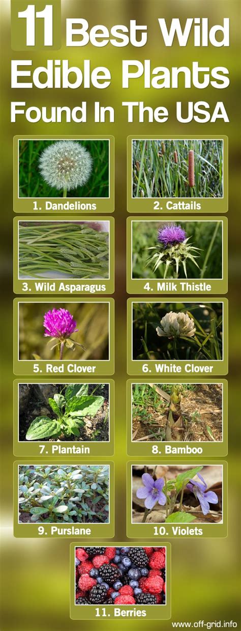 11 Best Wild Edible Plants Found In The Usa Edible Wild Plants
