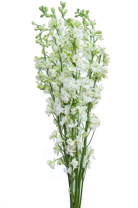 White Delphinium