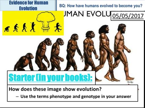 Cb4a Evidence For Human Evolution Teaching Resources