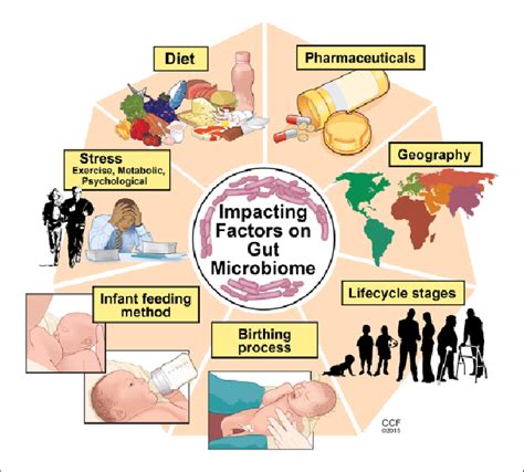 Factors Affecting Gut Microbiome Illustration By David Schumick Bs