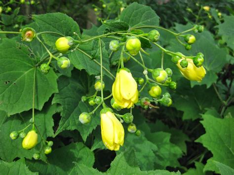 Rotary Botanical Gardens Hort Blog Yellow Waxy Bells