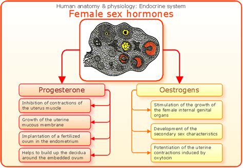 Female Sexual Hormone Nude Women Fuck