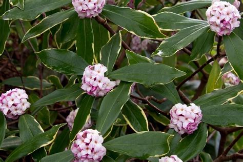 Flowering Evergreen Shrubs Zone 6 Check Spelling Or Type A New Query