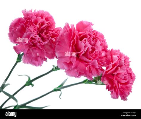 Three Pink Carnations Stock Photo Alamy