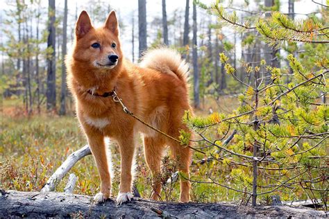 Finnish Spitz Dog Breed Information And Characteristics