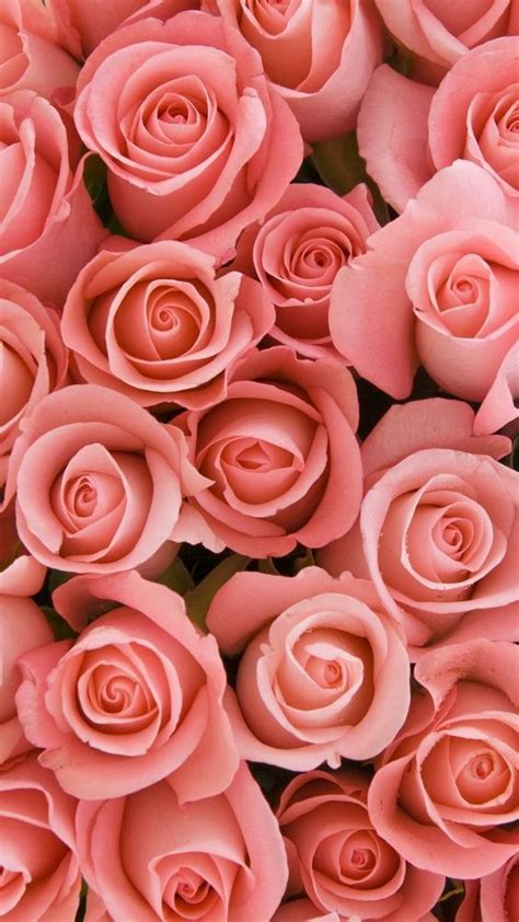 45 Beautiful Roses Wallpaper Backgrounds For Iphone In 2020 Rose