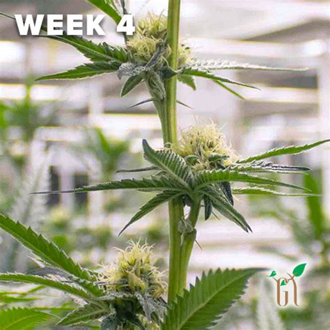 Cannabis Flowering Stages A Week By Week Guide