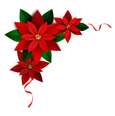 Poinsettia Illustrations Royalty Free Vector Graphics And Clip Art Istock