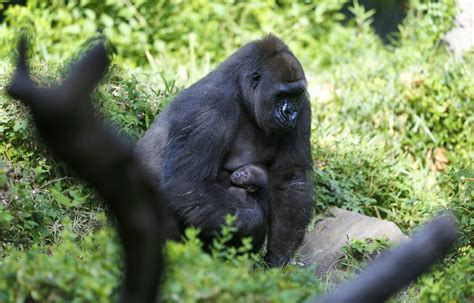 Dallas Zoo Announces Name Of Its First Baby Gorilla In 20 Years