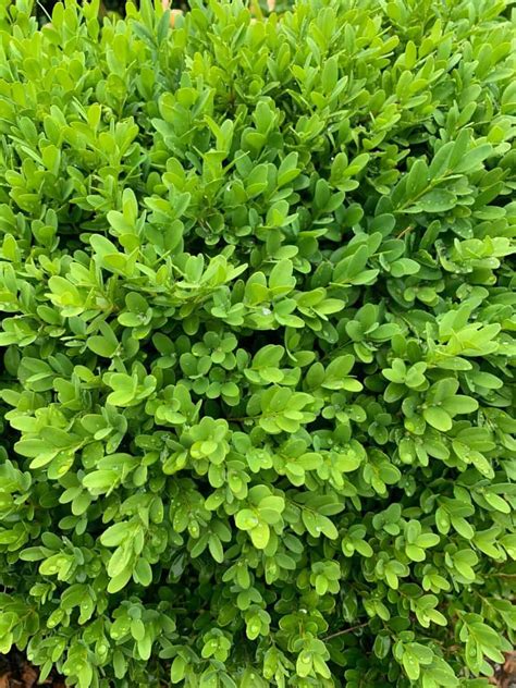 Buxus Sempervirens ‘suffruticosa Planting 101