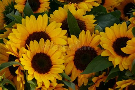 Close Up Of A Bundle Of Sunflowers Helianthus Annuus Stock Photo