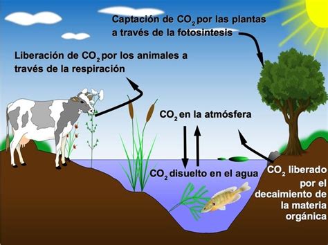 Ciclo Del Carbono Pasos Explicados Coinarimapa