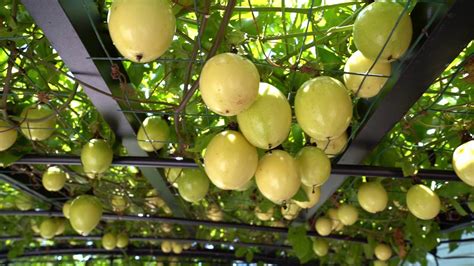 Green Passion Fruit Tree 5 Best Tropical Fruits To Grow In Your