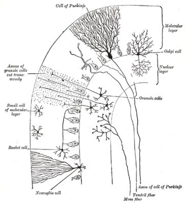 Nervous System Histology Illustrations Cerebellum Labels Hot