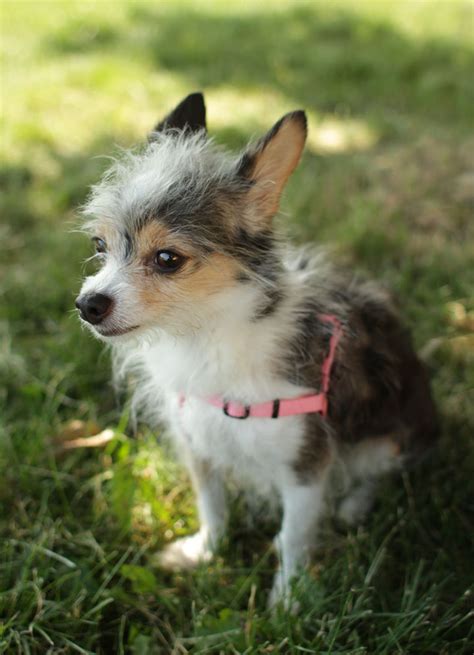 Both the jack russell terrier and chihuahuas can live long lives. Mini - Jack Russell Chihuahua mix